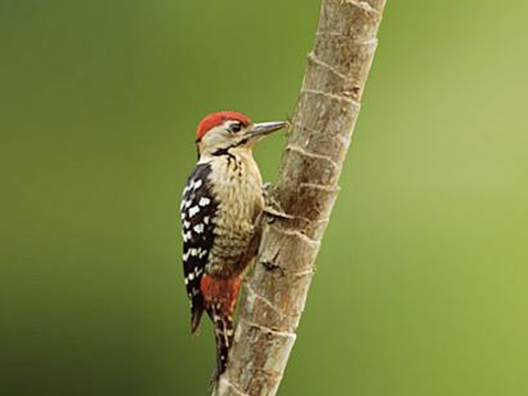Image 03